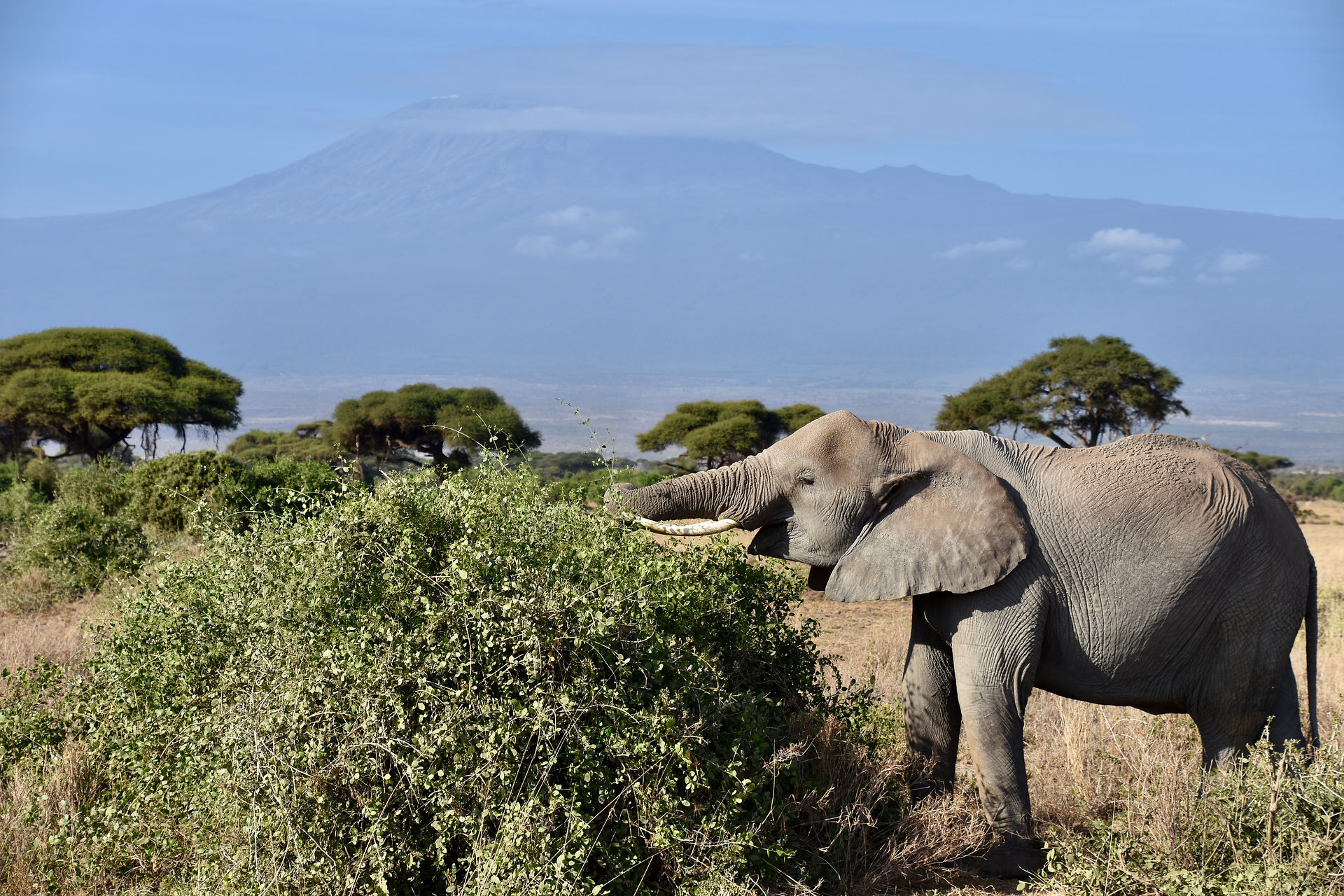 An elephant and Kilimanjaro