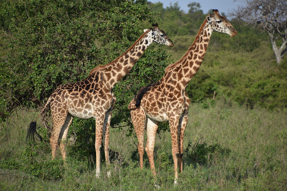 Two giraffes in Masai Mara National Park, Kenya