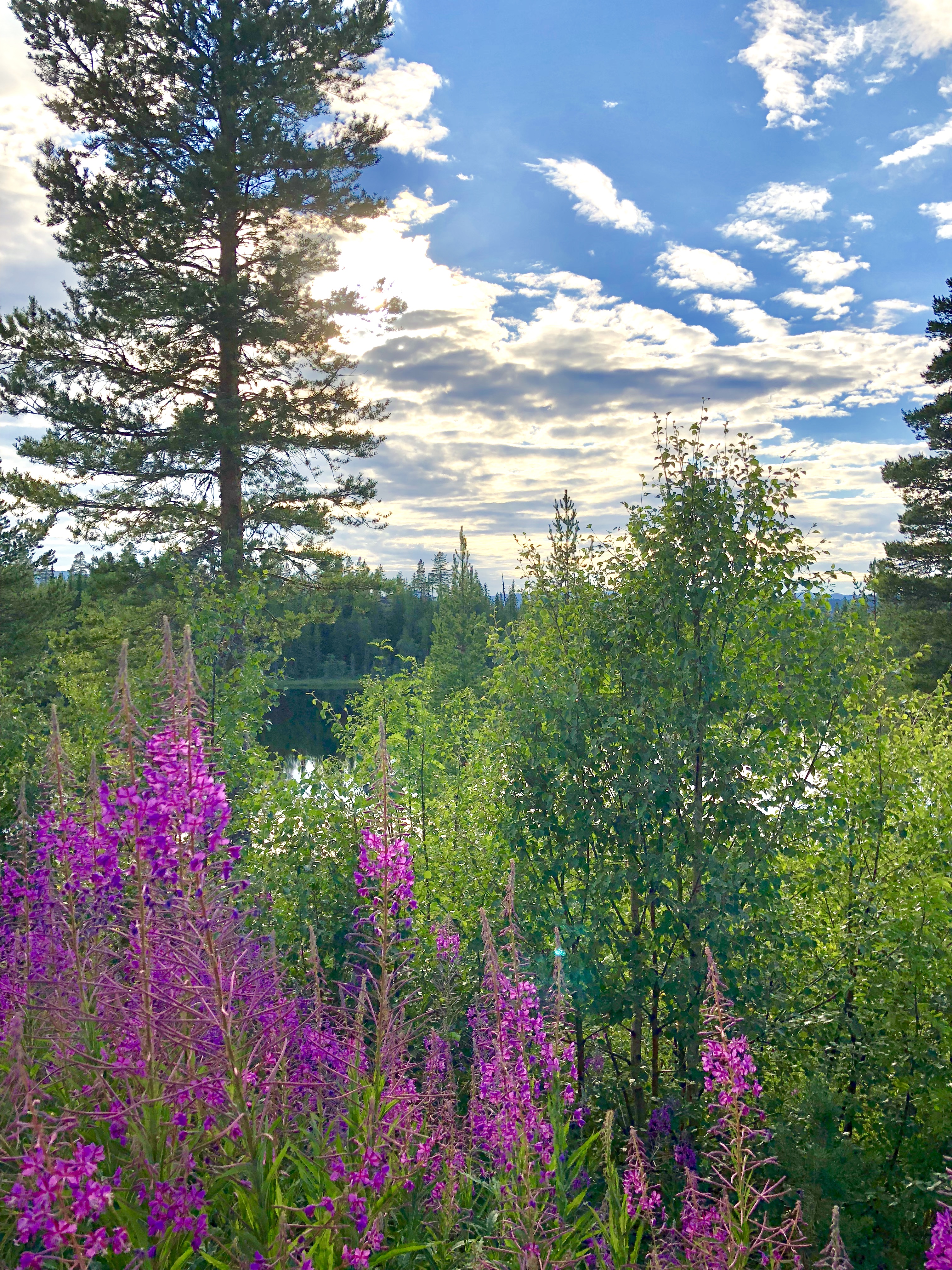 Sommer ved Fremstetjønn