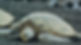 Turtle.jpg