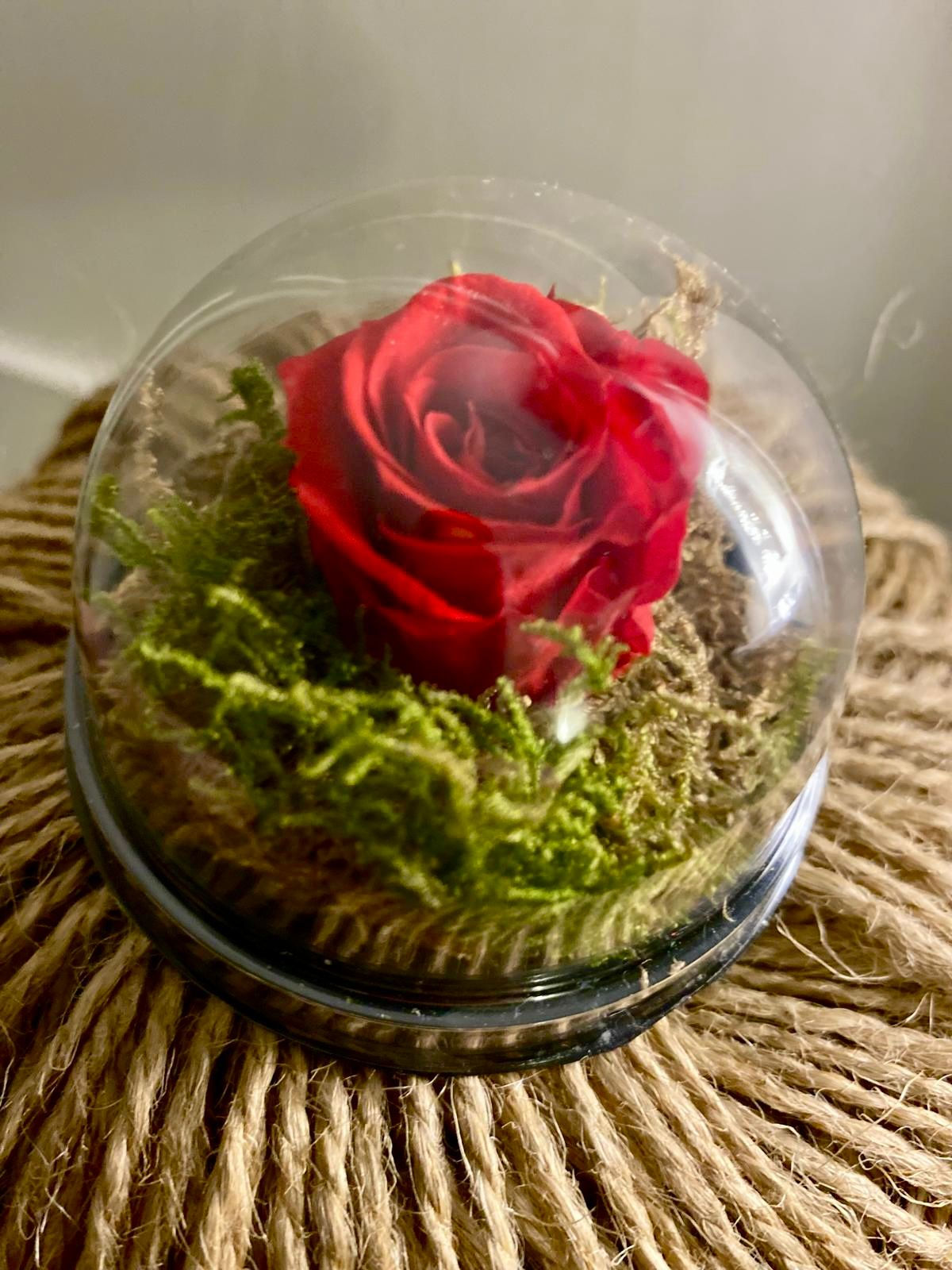 Mini red preserved rose dome (in moss)