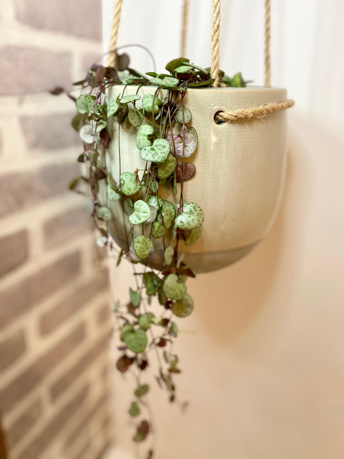 String of Hearts Plant with natural ceramic hanging pot