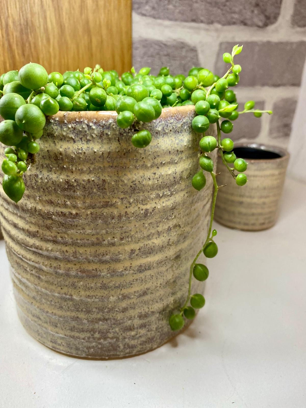 String of Pearls with Natural Ceramic Pot