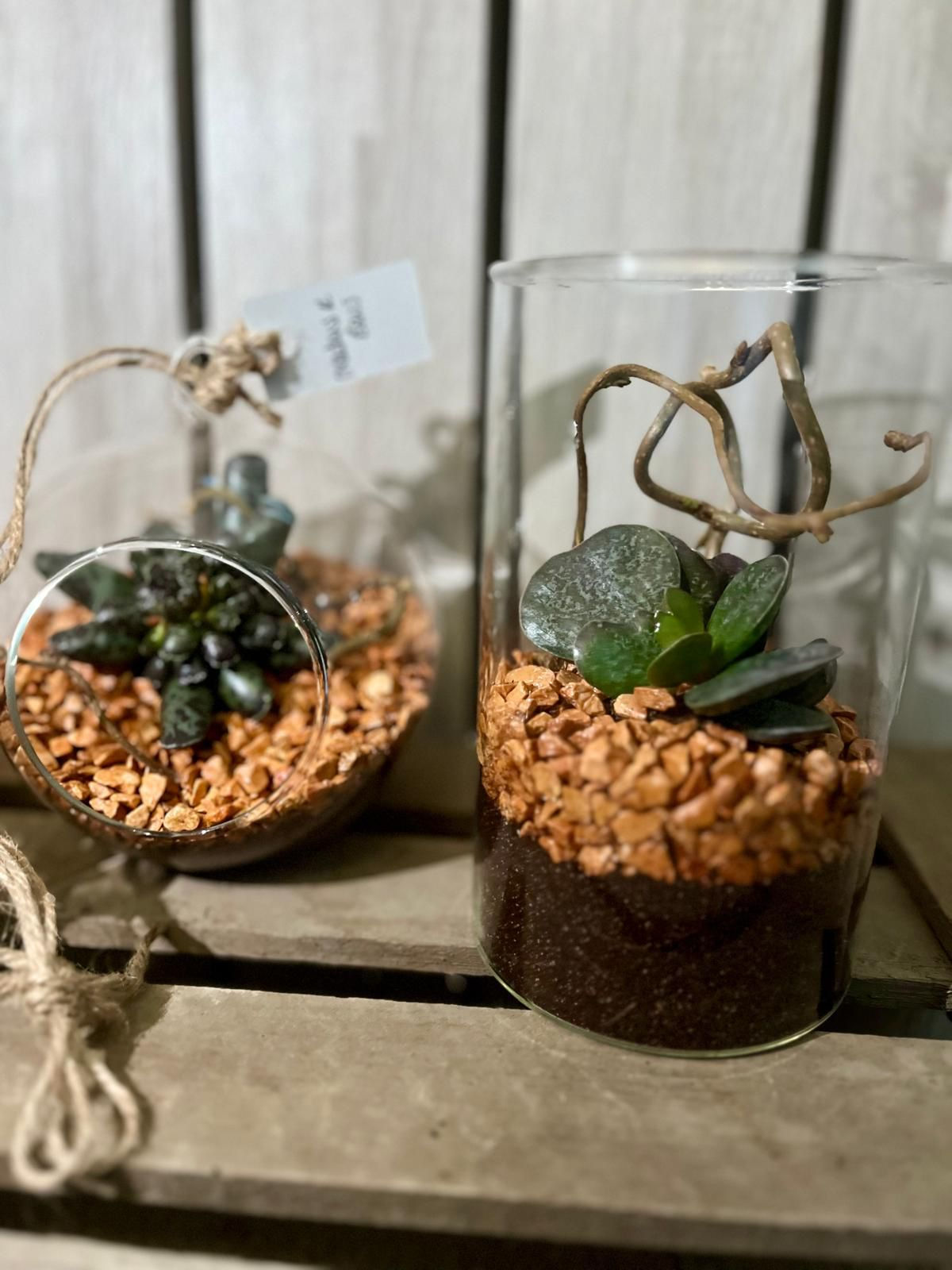 Glass Tube Terrarium