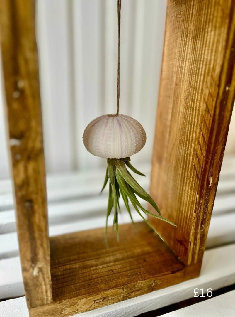 Thumbnail: Fresh Air Plant Jelly Fish