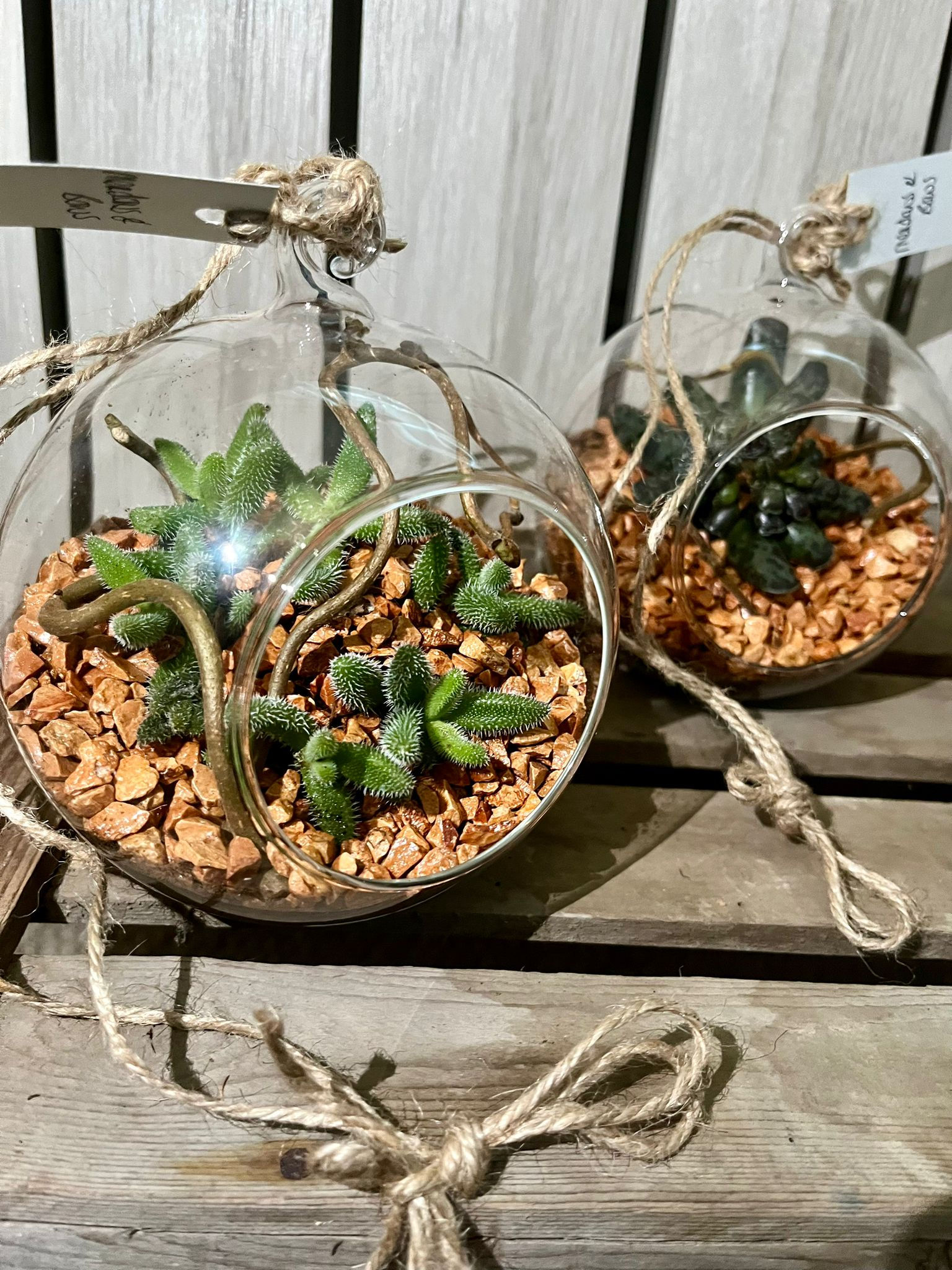 Hanging Glass Terrarium