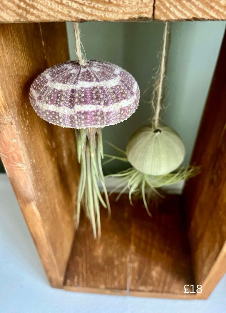 Thumbnail: Fresh Air Plant Jelly Fish