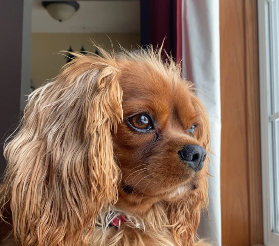 A cute dog named Teddy B looking out the window.
