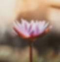 saffu-pYaKs30p9zg-unsplash_edited.jpg