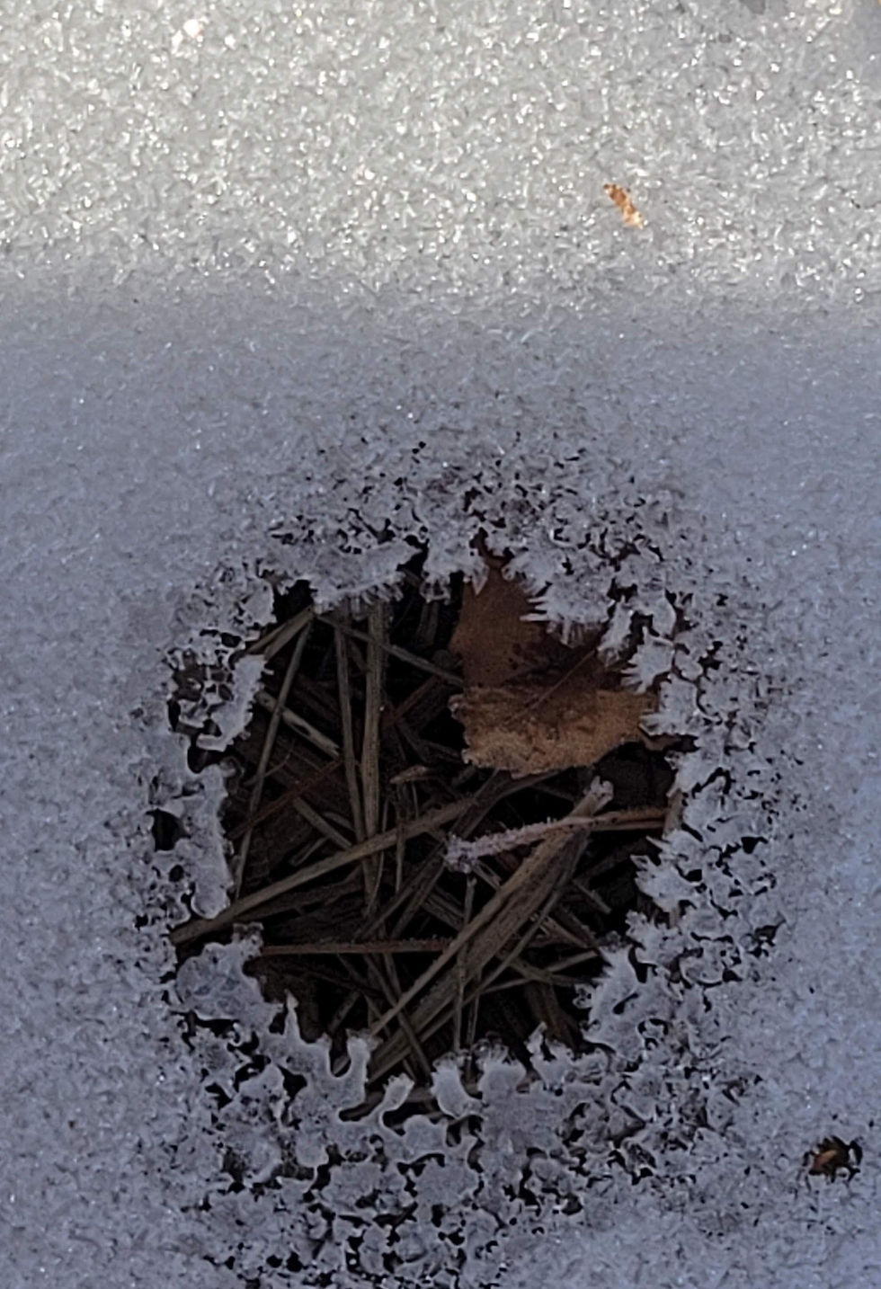 Frost. Photograph. Robin Hlobeczy.