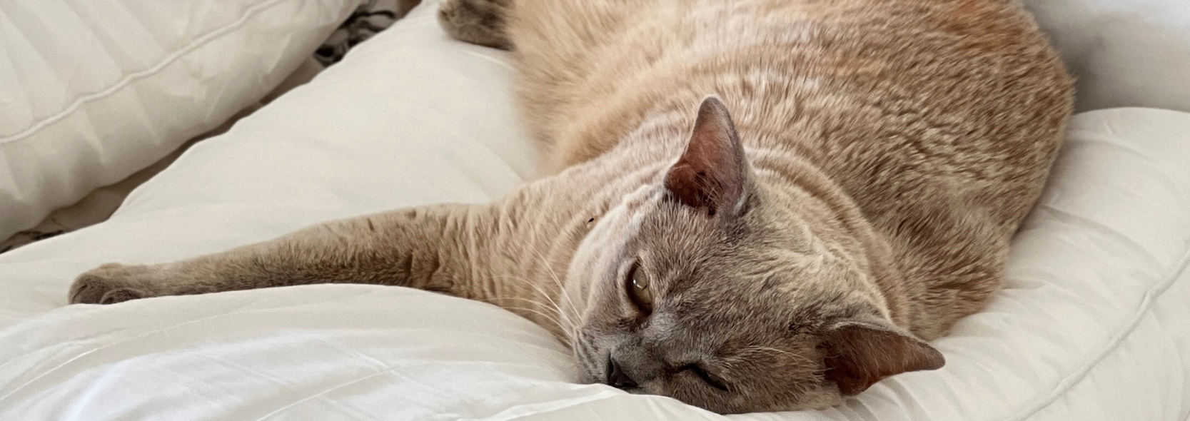 Sleeping Burmese Cat