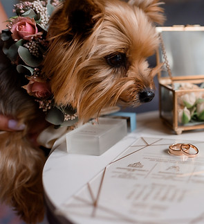 close-up-view-dog-looking-wedding-rings-other-bridal-accessories.jpg