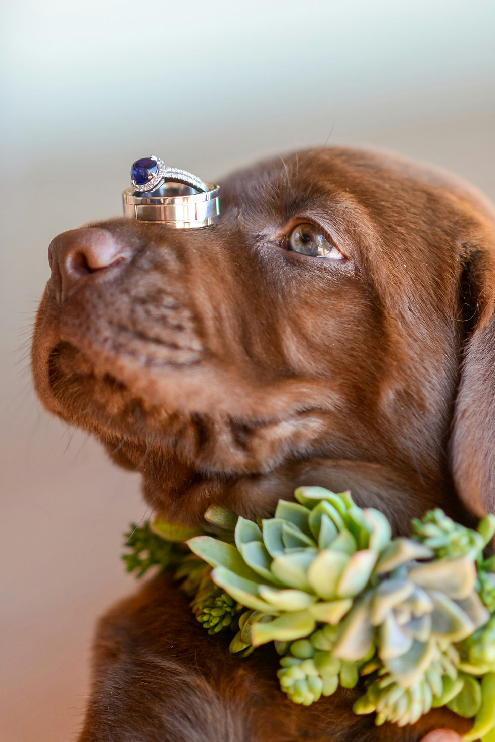 Thumbnail: Floral Dog Collar
