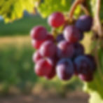 red pais grapes