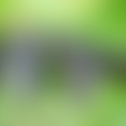 Nebbiolo grapes on a vine