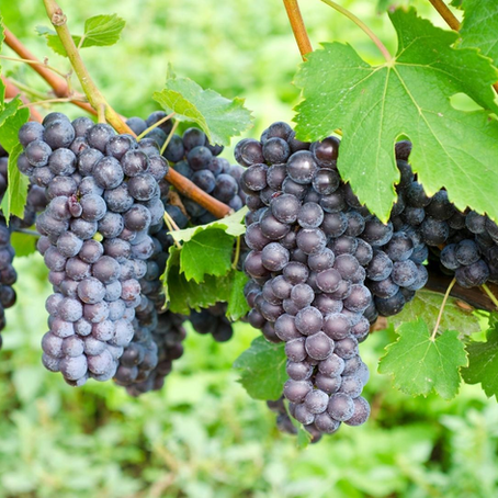 Nebbiolo grapes on a vine