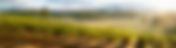 All About the Loire Valley Wine Region