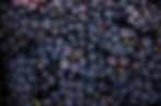 red wine grapes with stems