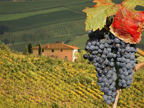 Sangiovese on a vine