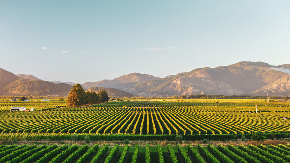 Why You Should Know Marlborough (Beyond Sauvignon Blanc)