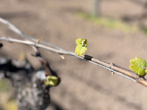 The Journey of a Vine from Bud Break to Harvest