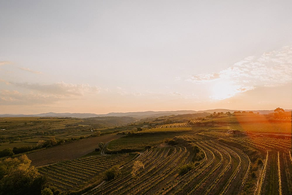 Weingut Rabl Vineyards