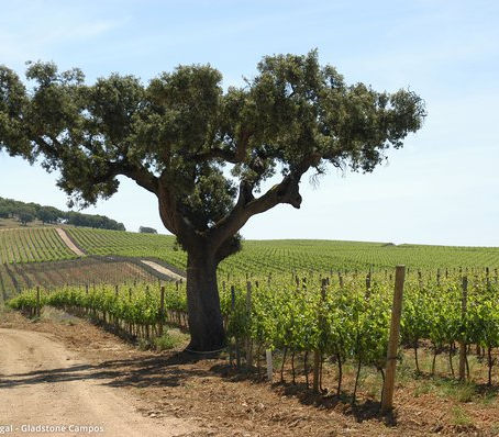 Alentejo Vineyard