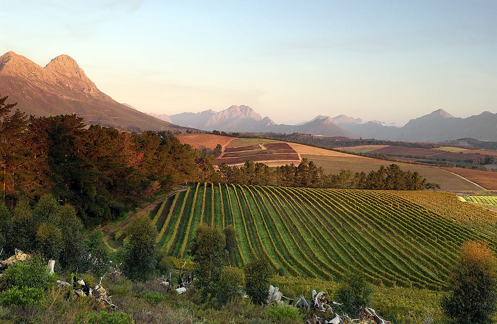 Delheim vineyards & mountains in Stellenbosch