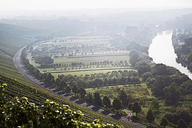 Vineyard in Germany