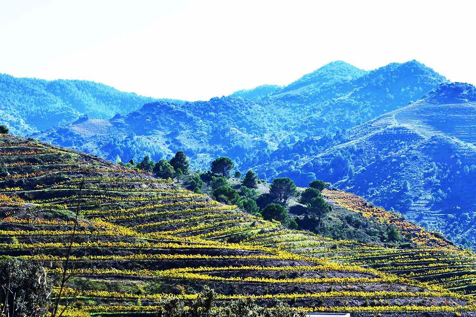 Priorat Vineyards