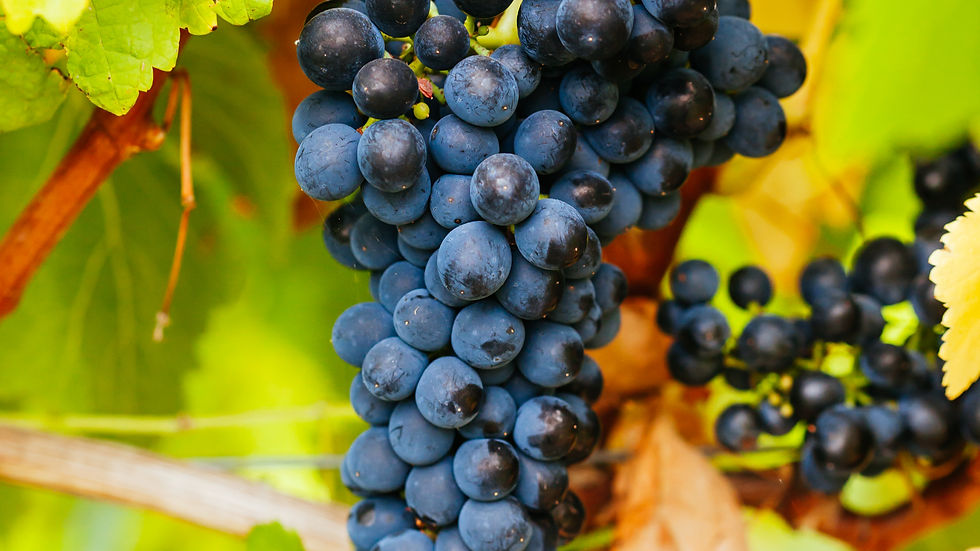 Pinot Noir wine cluster on a vine