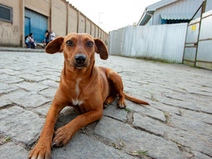 São Paulo tem serviço online para denunciar maus-tratos contra animais