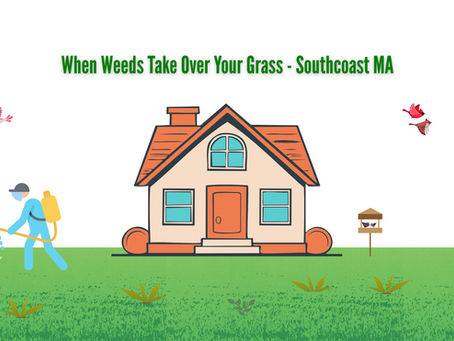 When Weeds Take Over Your Grass