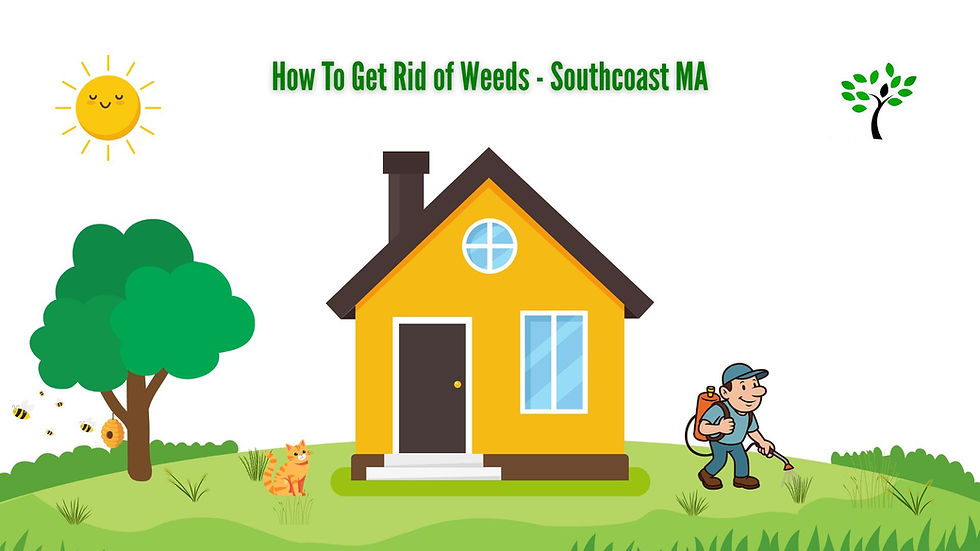 Illustration of a man spraying weeds near a yellow house with a brown roof. A cat and bees are nearby. Text: How To Get Rid of Weeds.