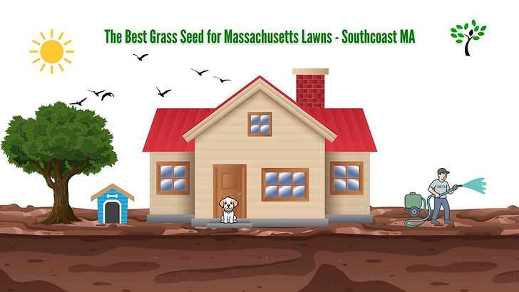 A cartoon house with a red roof, puppy at the door, person watering dirt, sunny with birds. Text: "The Best Grass Seed for Massachusetts Lawns."