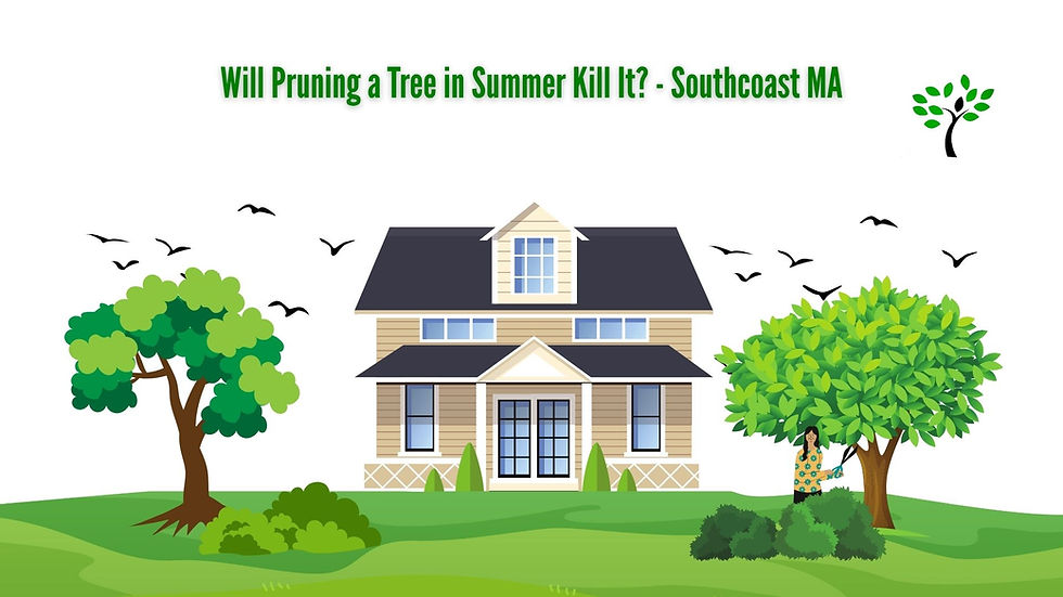 A person trims a tree in front of a beige house with a dark roof. Birds fly in the sky. Text reads "Will Pruning a Tree in Summer Kill It?"