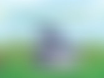 The best full-sun plants for your Massachusetts yard!