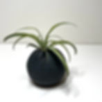 Finch Ceramics 3 inch Round Stoneware Vase with Matte Black Glaze with Air Plant