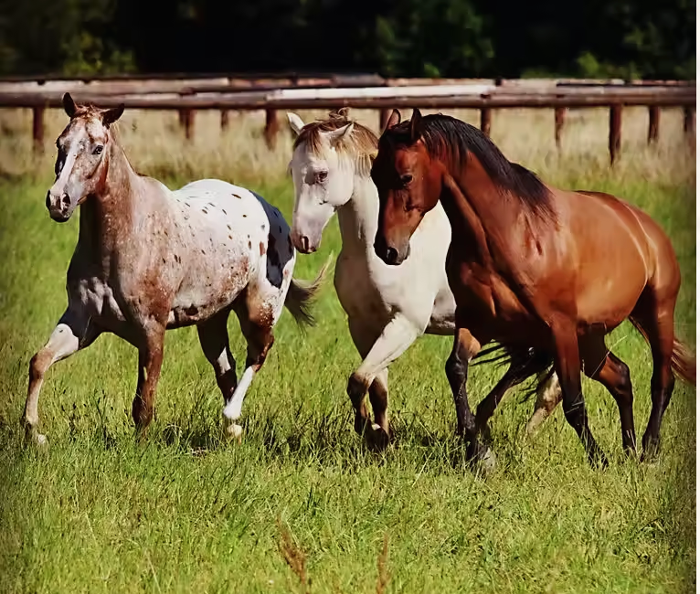 Rider Biomechanics Clinic Der Lindenhof Germany