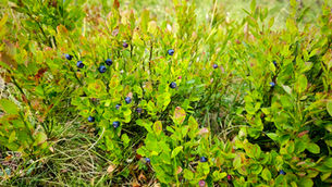 The Alpine Ritual: Mixing the Science of Blueberries with the Magic of Yoga