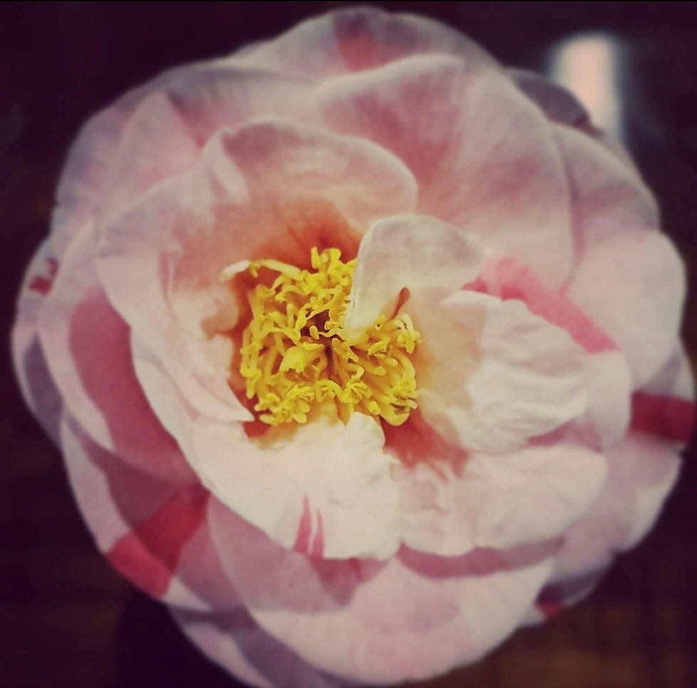 Close up of a flower