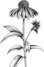 echinacea 1.png