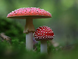 toadstool-1006896_1280.jpg