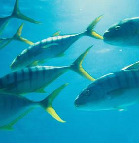 a group of fish swimming_edited.jpg