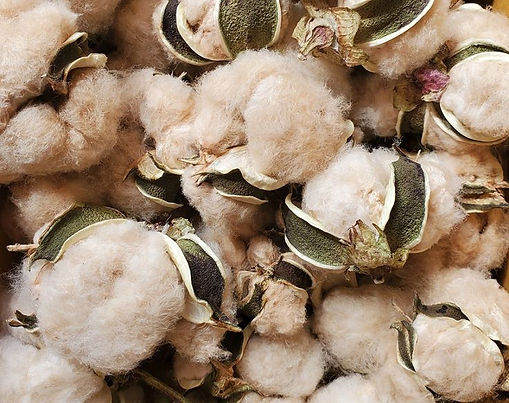 Raw Cotton