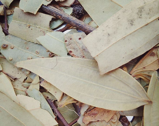 Bay Leaf 