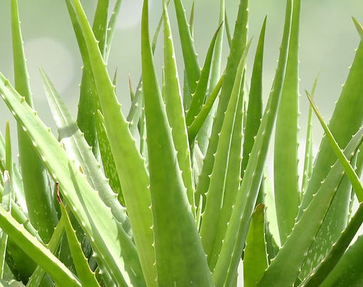 Aloe vera