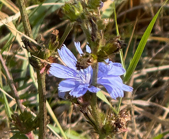 I love this shade of blue in the roadside cornflowers!