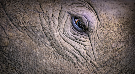 zoo-o-grafie_FX2_5734-20190816_PS.jpg