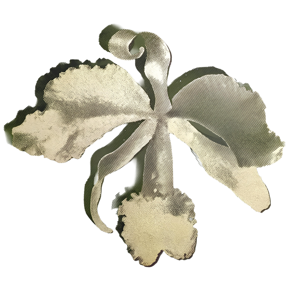 ORQ -- 2 -- ALPHA RSZD.png